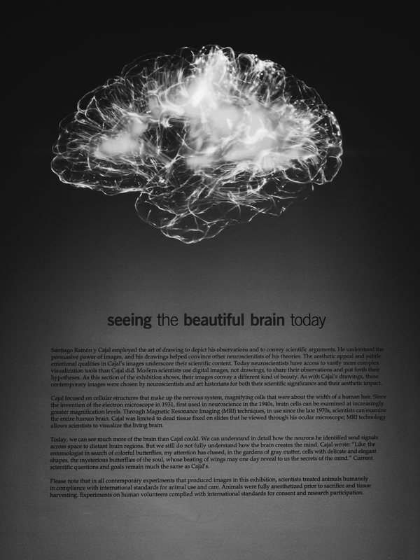 A brain rendered in light at a gallery exhibition